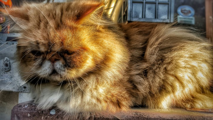 cat
