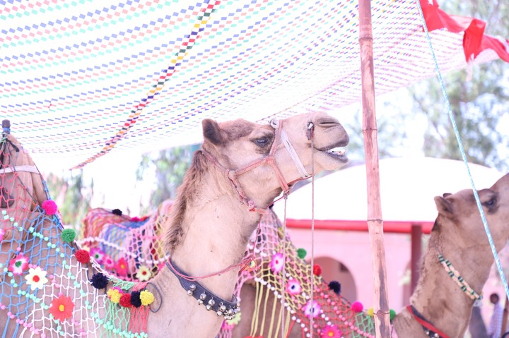 camel