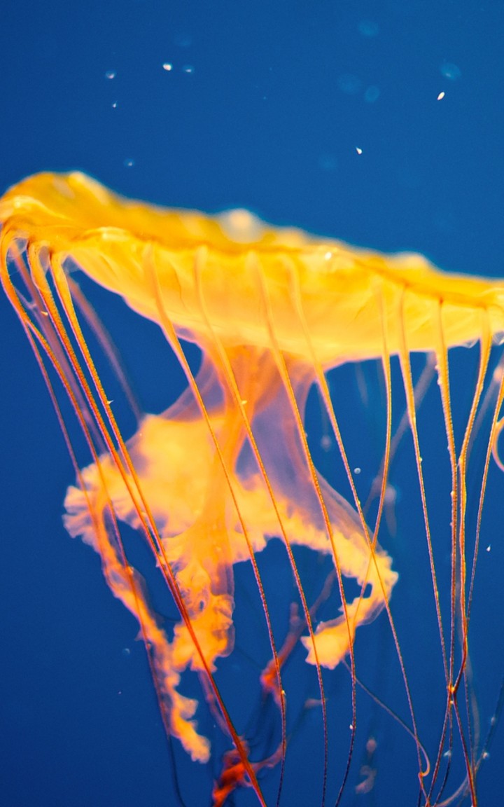 Jellyfish