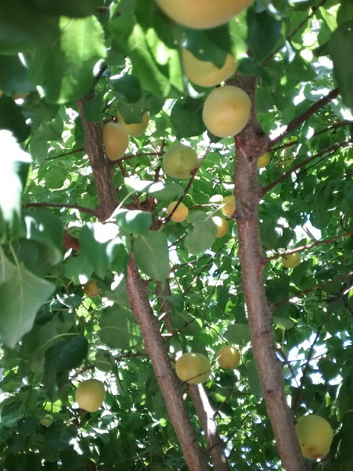 Happy apricot tree 3