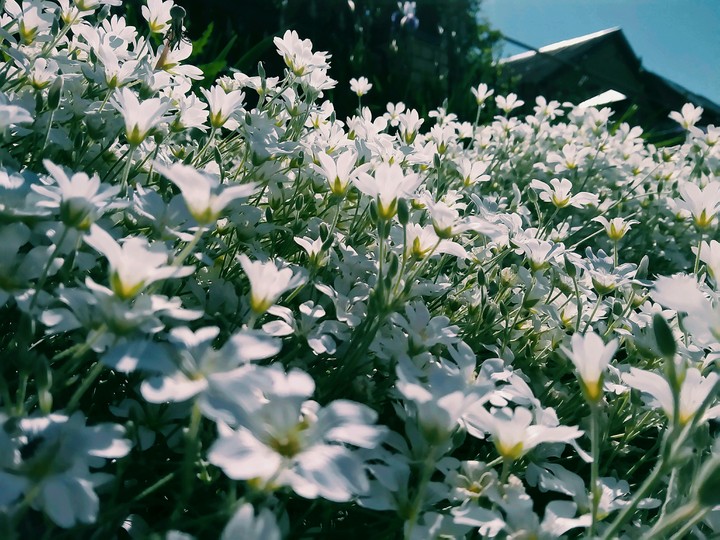 flowers