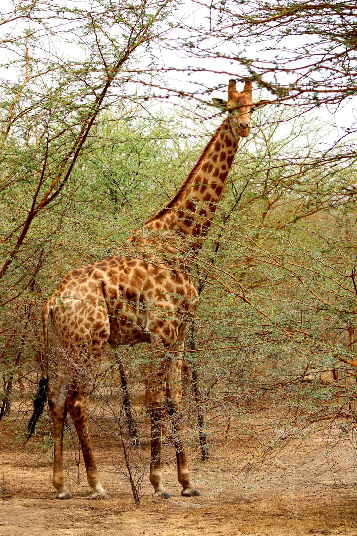 Safari