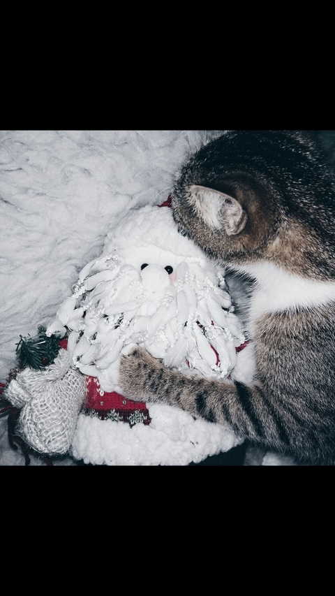 cat