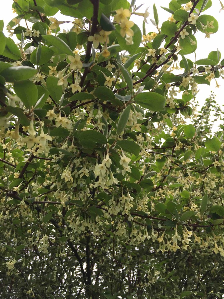 보리수나무 꽃