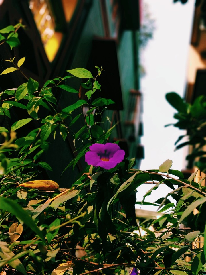 purple flower