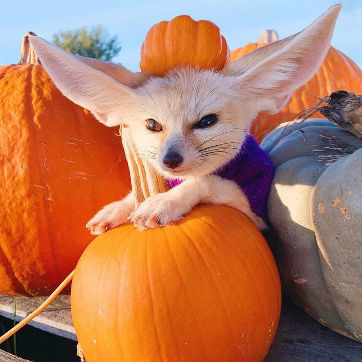 Fennec fox