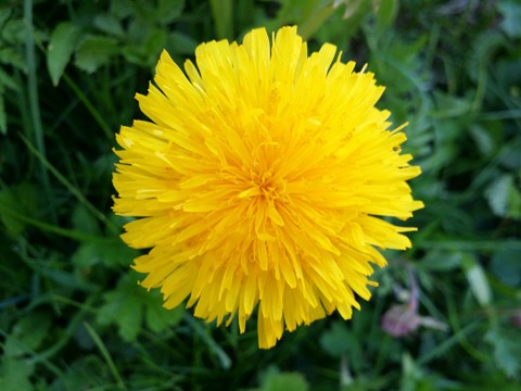 Dandelion