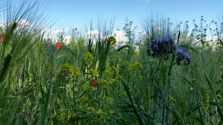 Flowers on a field