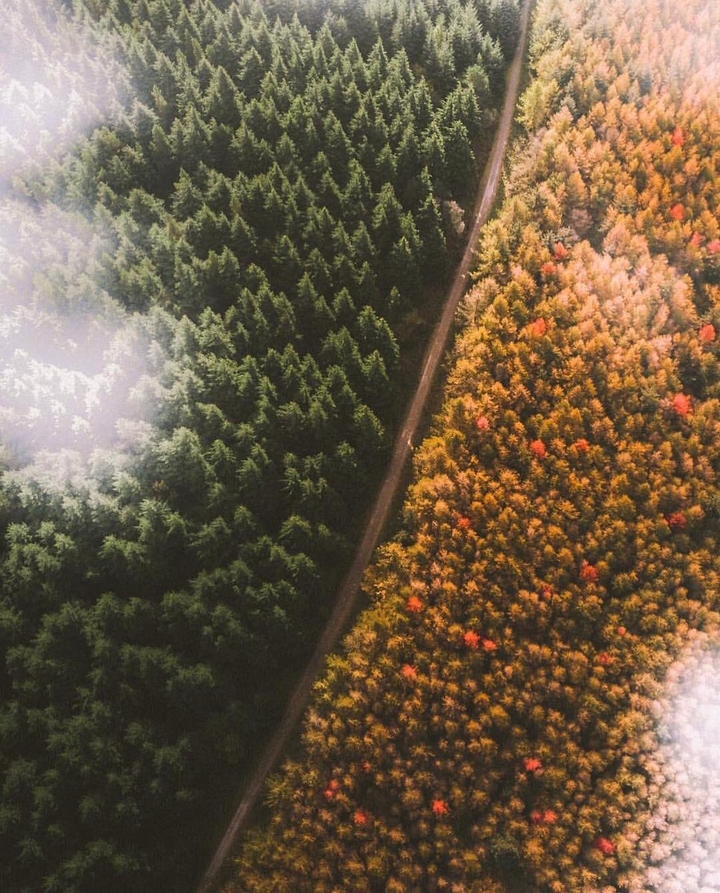 jungle