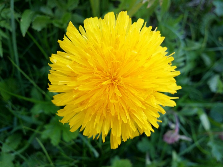 Dandelion