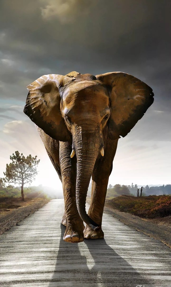 elephant