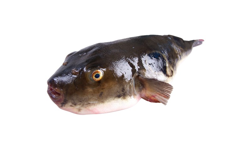 Animal