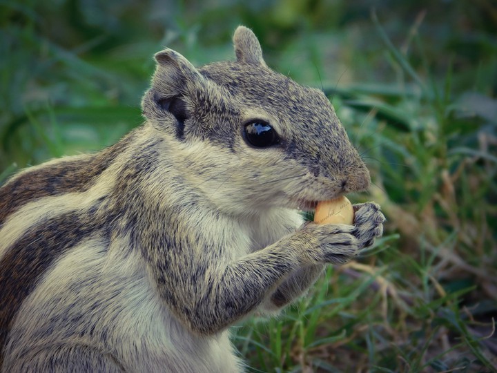 The Squirrel