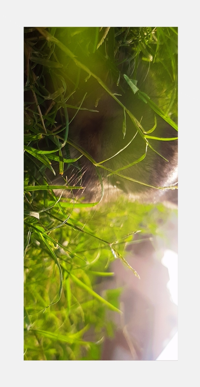 rabbit