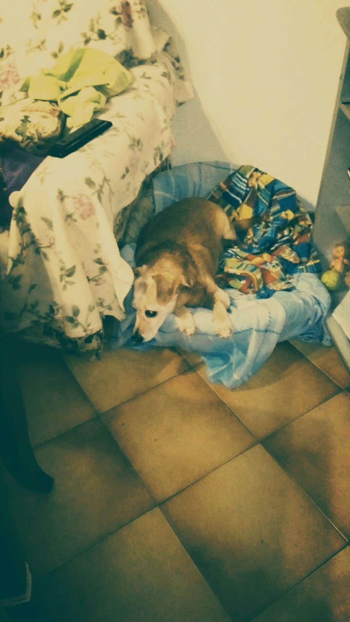 tobia