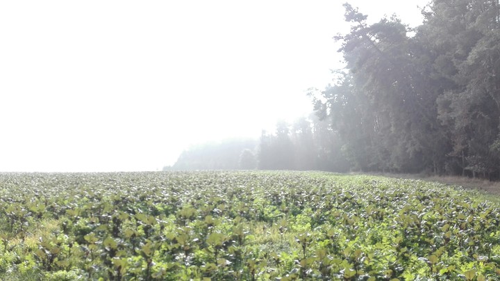 Autumm field