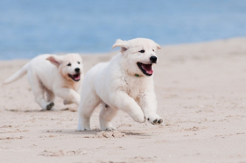 tapety dog, vertebrate