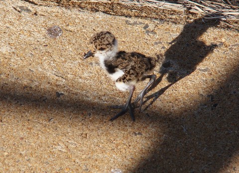 тапети sandpiper, landscape