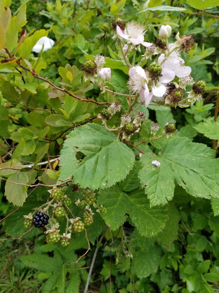black berry happiness 1122