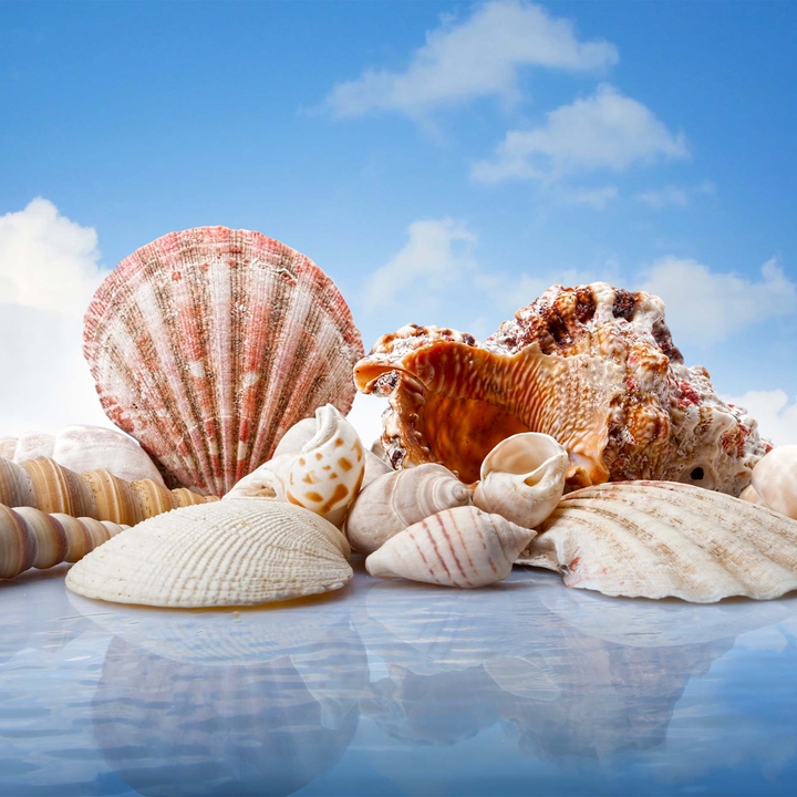 Muscheln