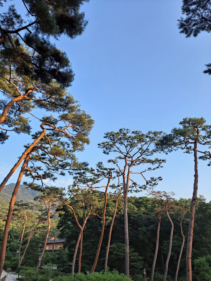 적송