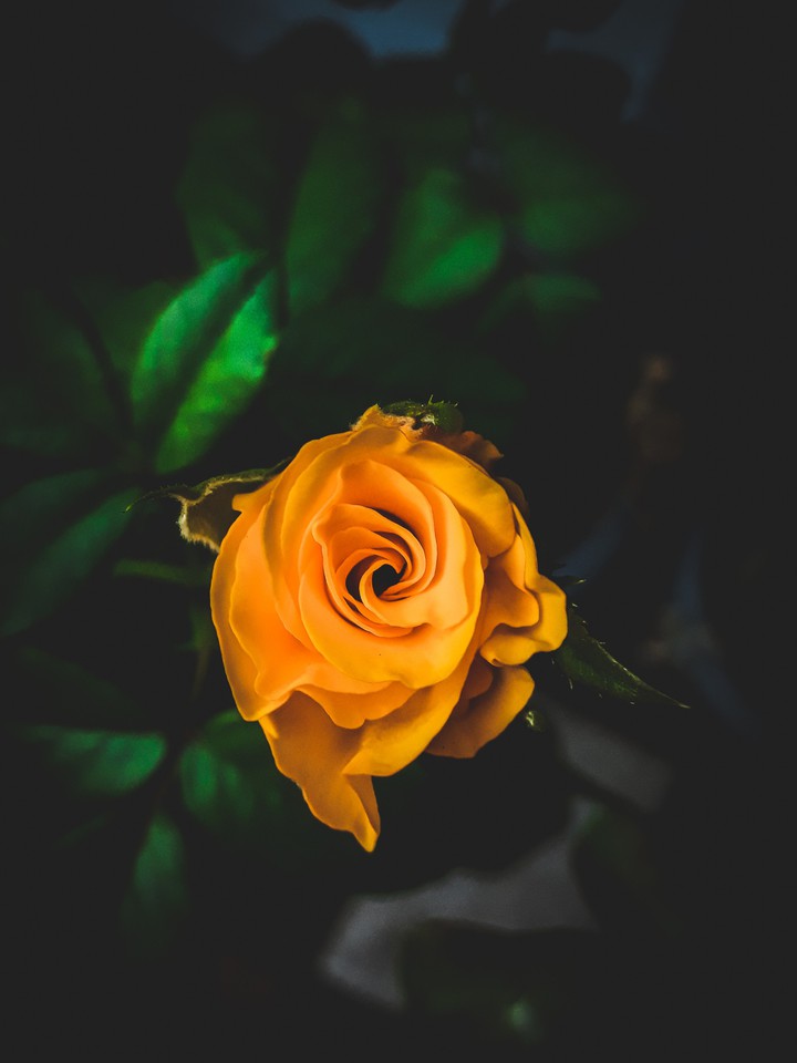 Yellow Rose