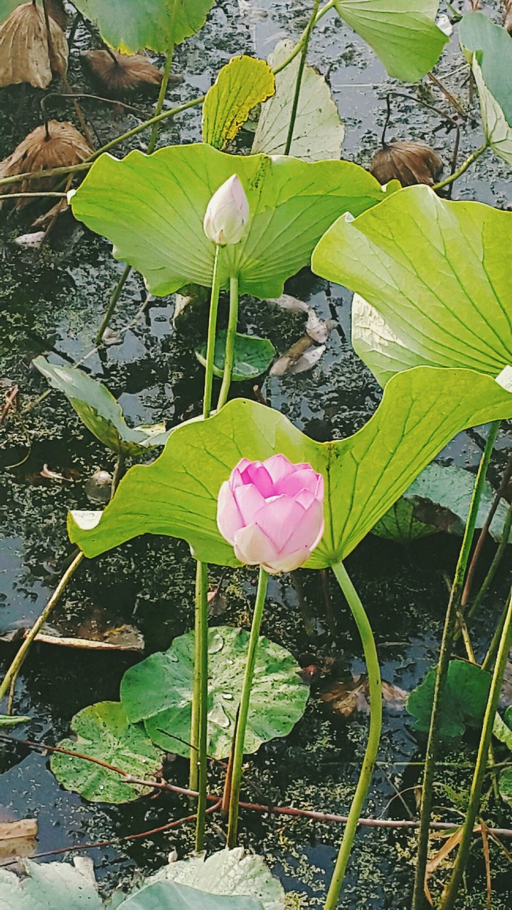 lotòs