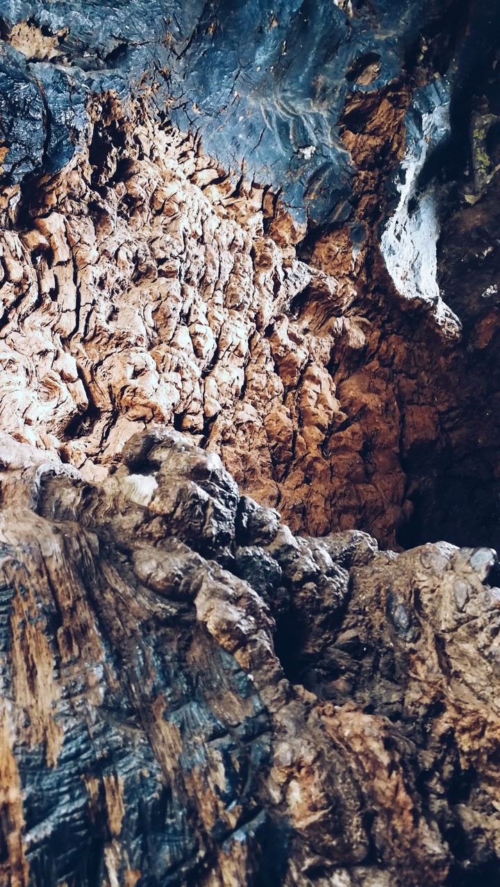 Inside a Tree