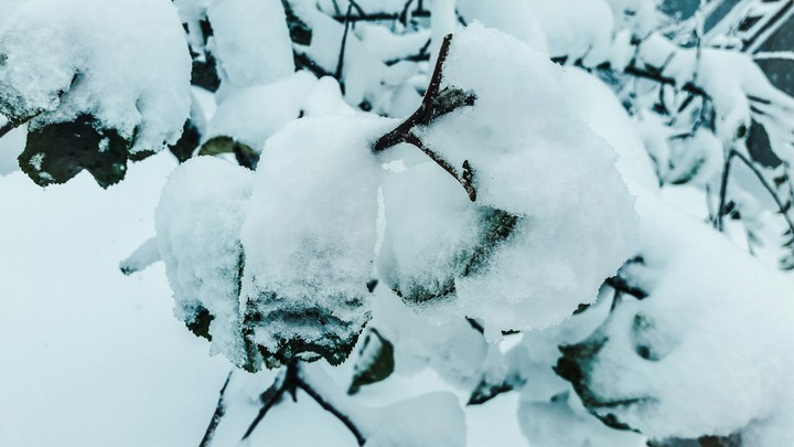 Snowly