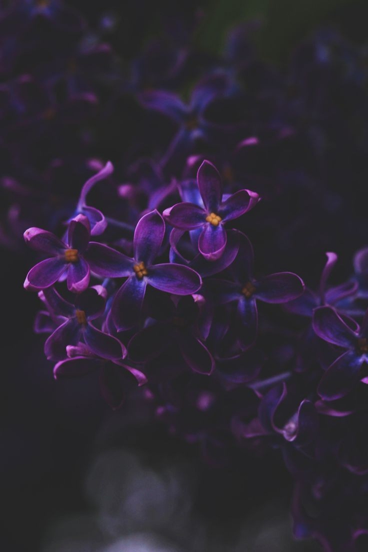 сирень