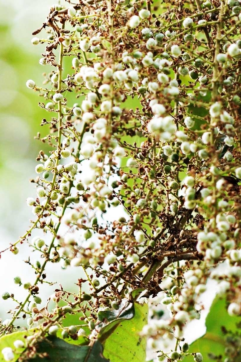 sfondi mahogany, buckwheats