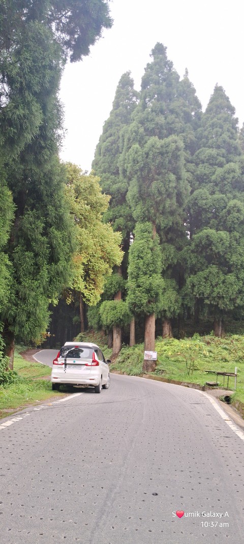 тапети evergreen, conifers