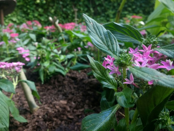 Florecillas