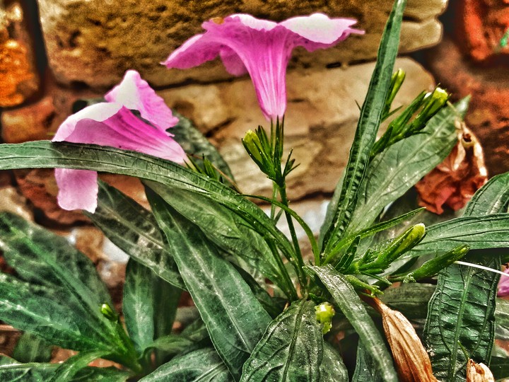 Good flowers