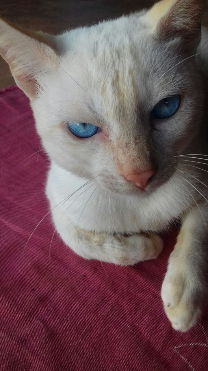 Romeu