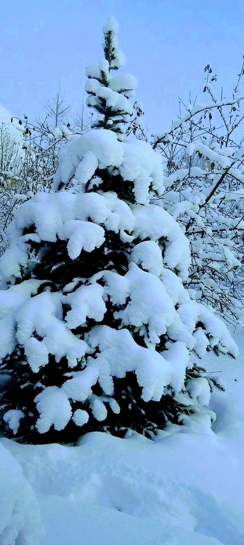 snow, branch वॉलपेपर
