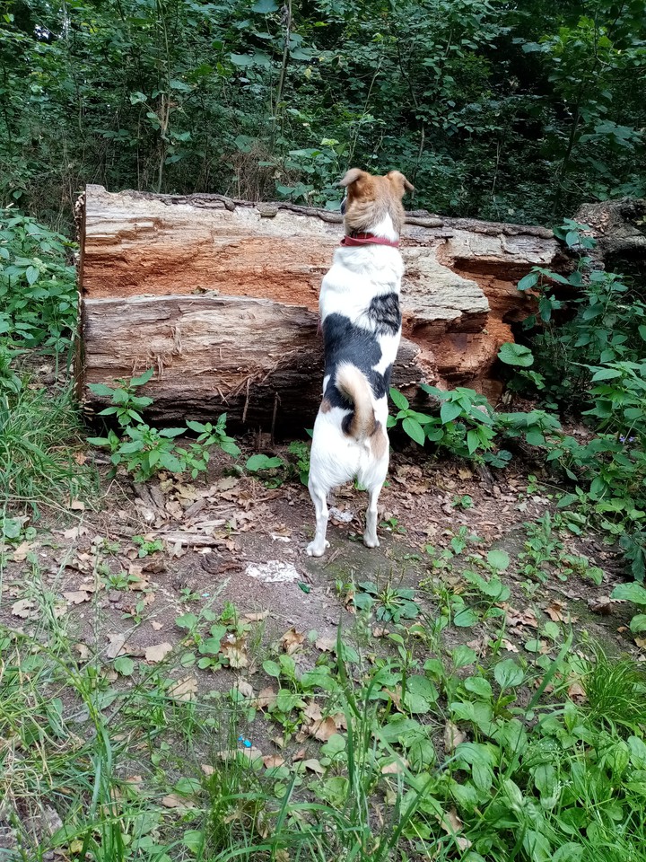 dog