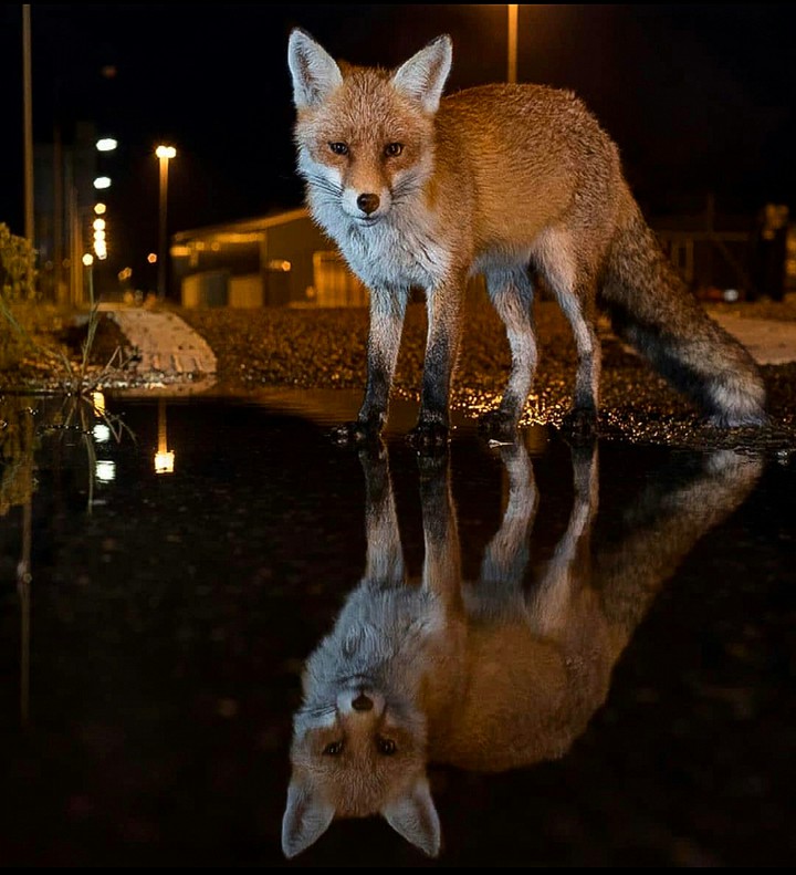 A Reflection of A City Fox