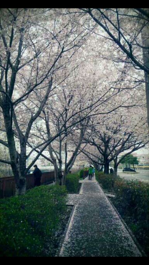 Cherry blossom