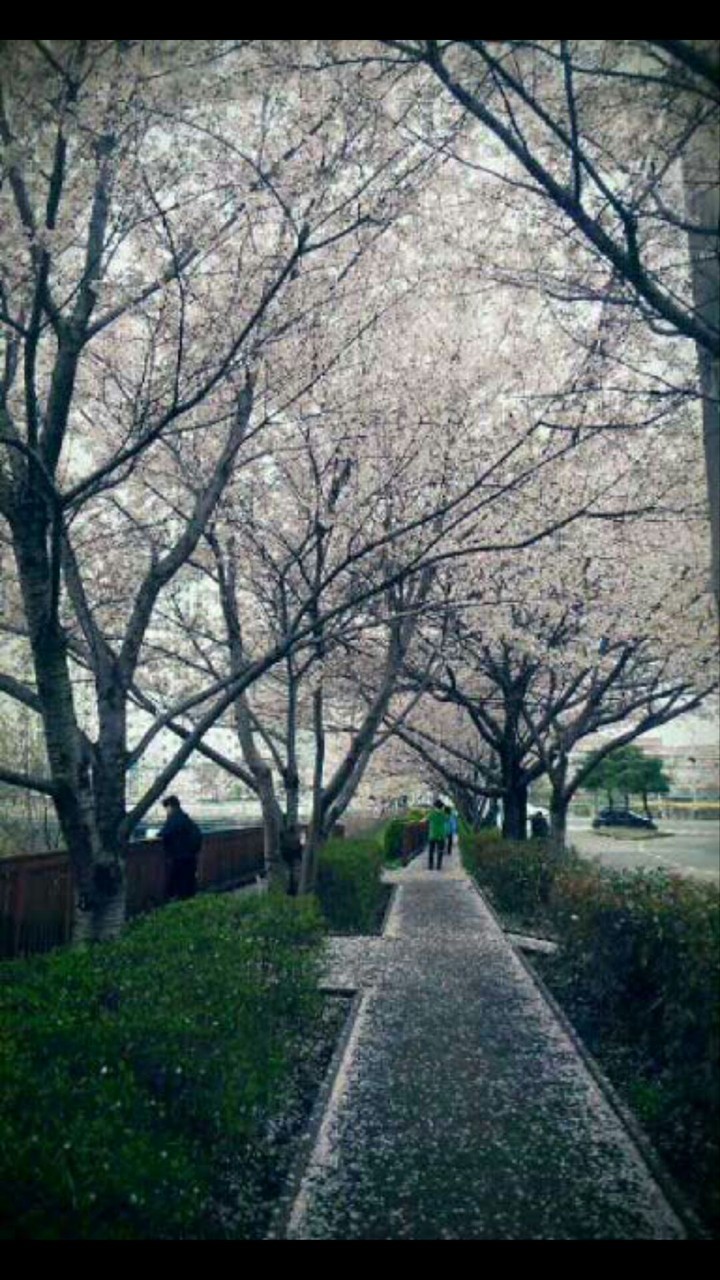 Cherry blossom