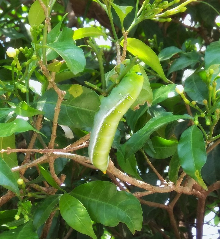CaTerPillar