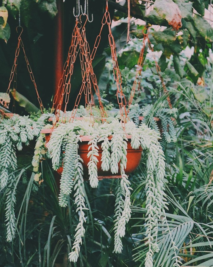 life began in a garden