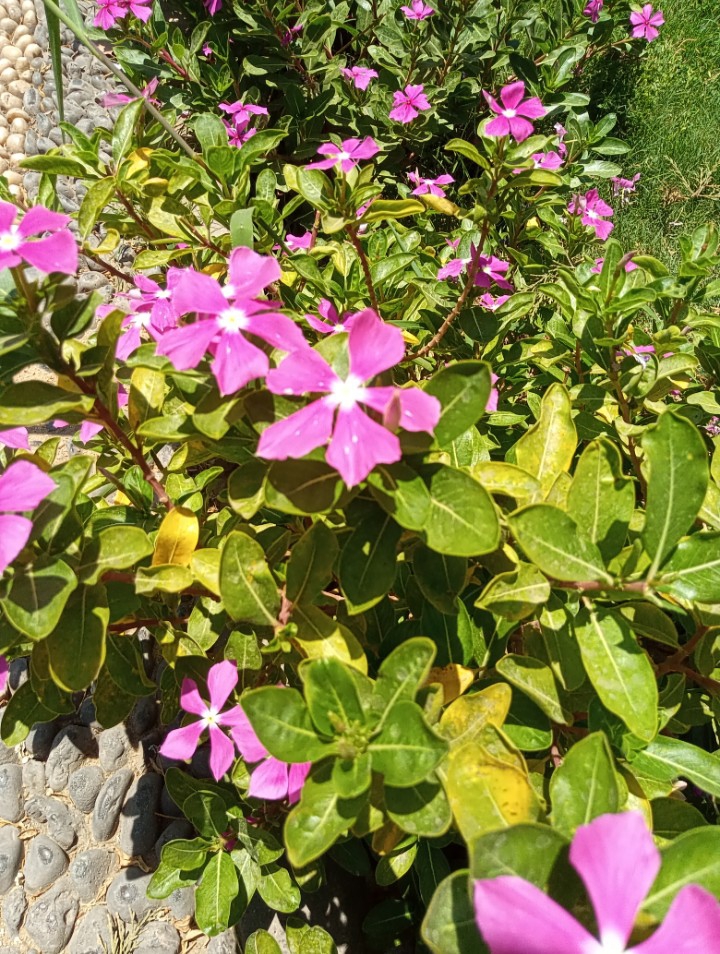flowers ?