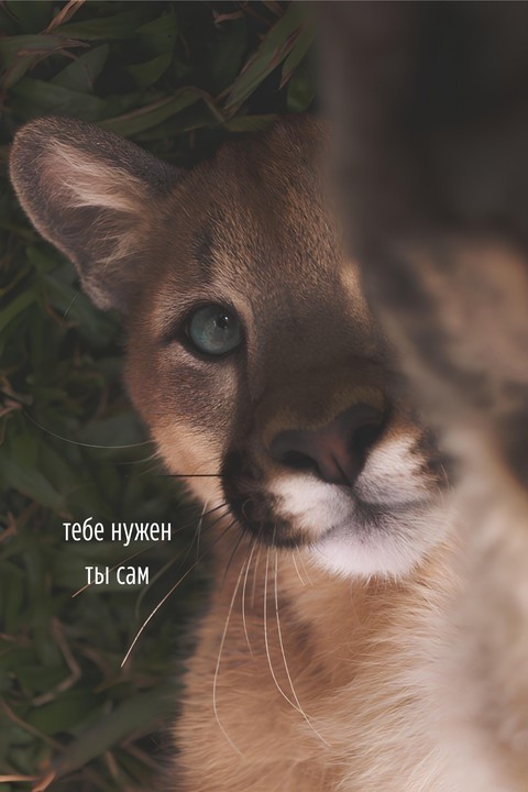 sfondi pumas, fur