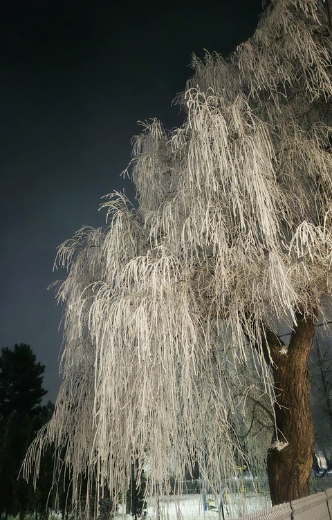тапети freezing, branch