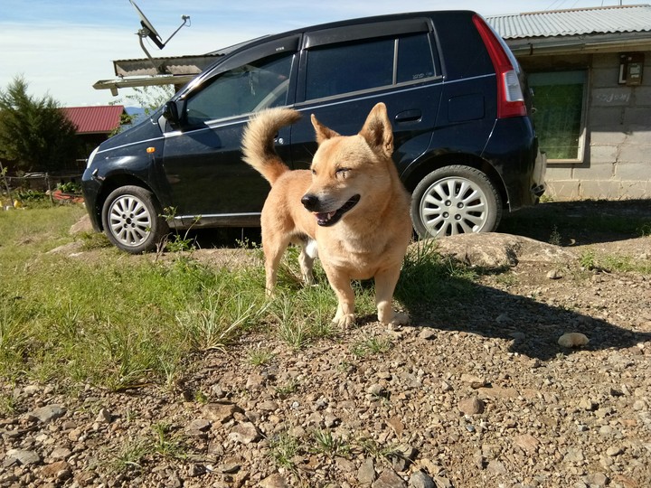 A dog in a valley