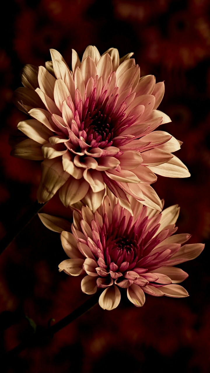 dahlia