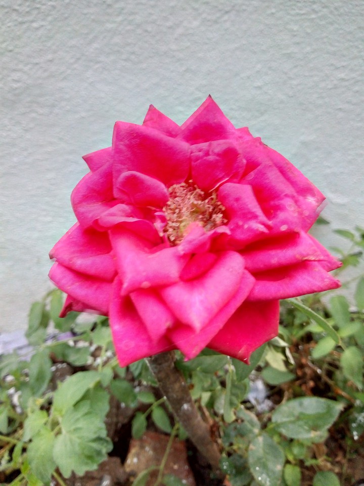 rose