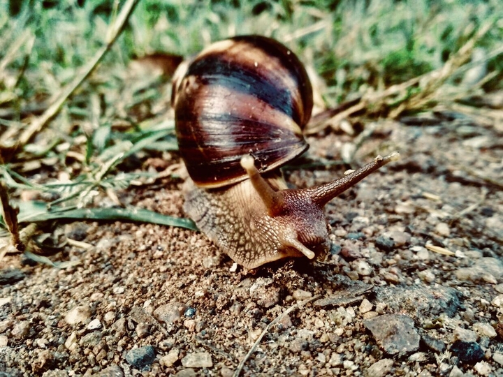 snails