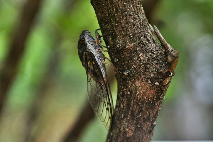 Cigarra